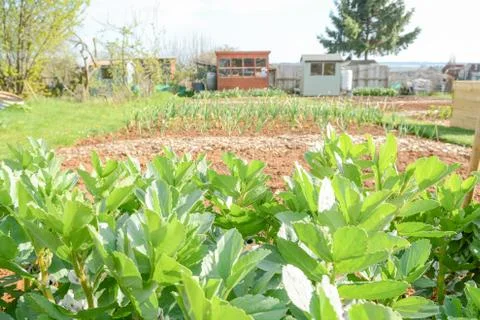 Vegetable plot in a community garden Stock Photos