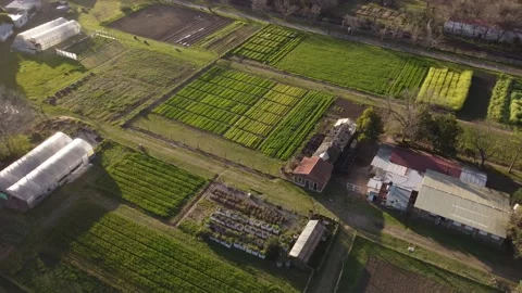 Vegetable plot grown on farmland at sunset, Buenos Aires in Argentina. Vídeos de archivo 222887272