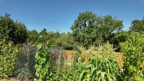 Vegetable plot in the height of summer with sunflowers and a brassica cage. Stock Footage 345365263