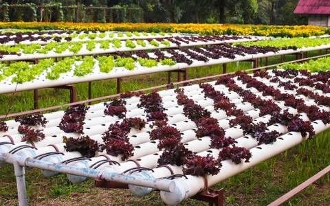 Vegetable plot Stock Photos