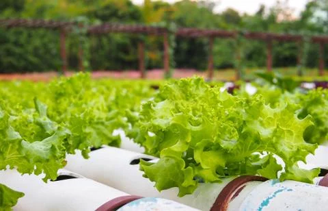Vegetable plot Fotos de archivo
