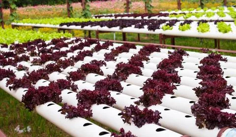 Vegetable plot Stock Photos