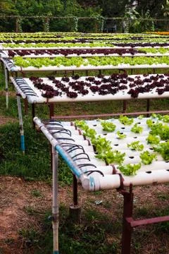 Vegetable plot Stock Photos