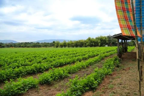 Vegetable plot Stock Photos