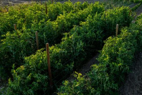 Vegetable plot in rural field of Spain 스톡 사진
