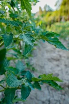 Vegetable plot in rural field of Spain Fotos de archivo