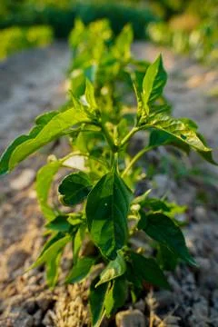 Vegetable plot in rural field of Spain Foto stock