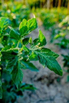Vegetable plot in rural field of Spain Foto stock