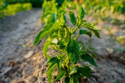 Vegetable plot in rural field of Spain Stock Photos