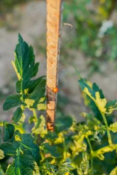 Vegetable plot in rural field of Spain Foto stock