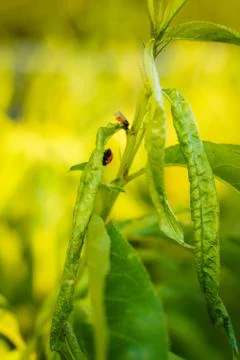 Vegetable plot in rural field of Spain Foto stock