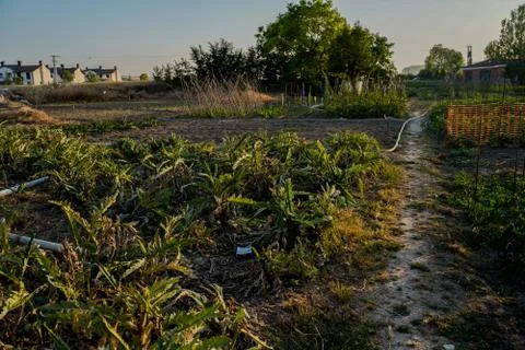 Vegetable plot in rural field of Spain 写真素材