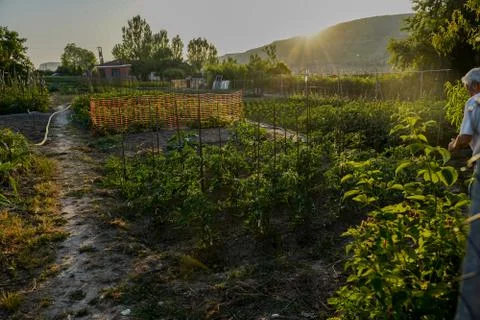 Vegetable plot in rural field of Spain Foto stock