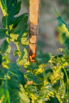 Vegetable plot in rural field of Spain 库存照片