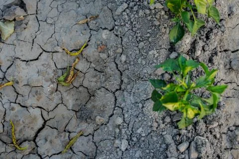 Vegetable plot in rural field of Spain Fotos de archivo