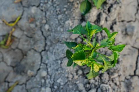 Vegetable plot in rural field of Spain Foto stock