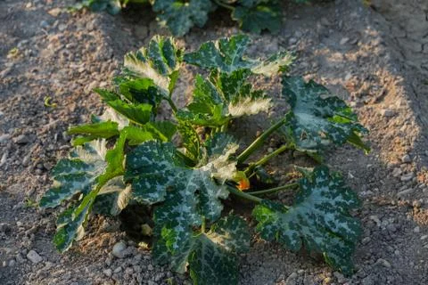 Vegetable plot in rural field of Spain 스톡 사진