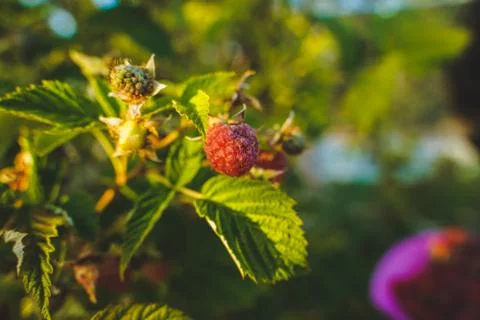 Vegetable plot in rural field of Spain Foto stock