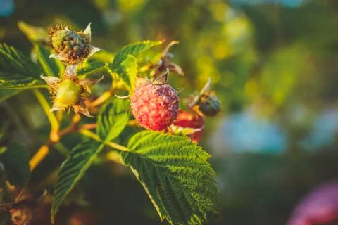 Vegetable plot in rural field of Spain Foto stock