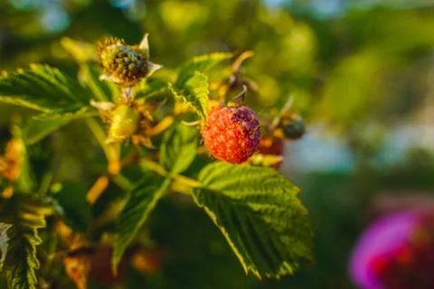 Vegetable plot in rural field of Spain Foto stock