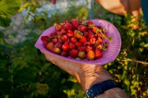 Vegetable plot in rural field of Spain Foto stock