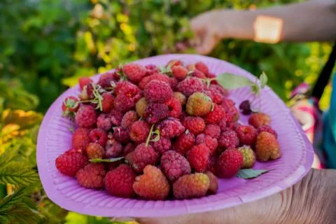 Vegetable plot in rural field of Spain Fotos de archivo