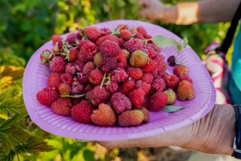 Vegetable plot in rural field of Spain Foto stock