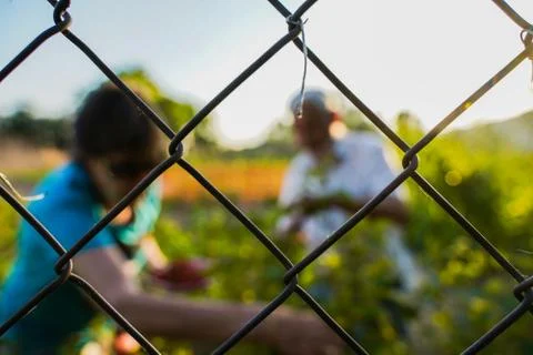 Vegetable plot in rural field of Spain Fotos de archivo