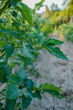 Vegetable plot in rural field of Spain Foto stock