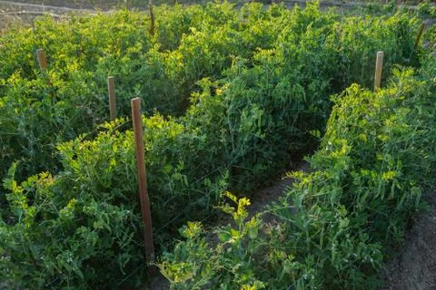 Vegetable plot in rural field of Spain Fotos de archivo
