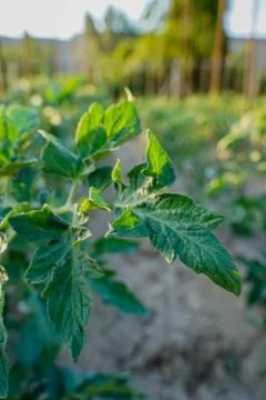 Vegetable plot in rural field of Spain Stock Photos