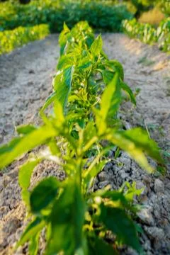 Vegetable plot in rural field of Spain Foto stock