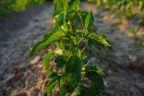 Vegetable plot in rural field of Spain 库存照片