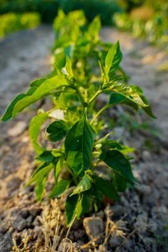 Vegetable plot in rural field of Spain 写真素材