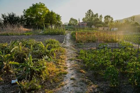 Vegetable plot in rural field of Spain Foto stock