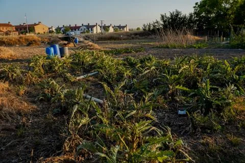 Vegetable plot in rural field of Spain Fotos de archivo