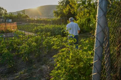 Vegetable plot in rural field of Spain Foto stock