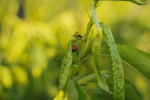 Vegetable plot in rural field of Spain Fotos de archivo