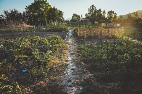 Vegetable plot in rural field of Spain Foto stock