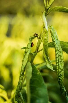 Vegetable plot in rural field of Spain Fotos de archivo