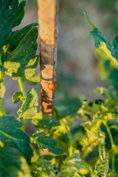Vegetable plot in rural field of Spain Foto stock