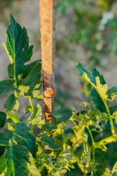 Vegetable plot in rural field of Spain Foto stock