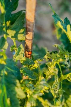 Vegetable plot in rural field of Spain 스톡 사진