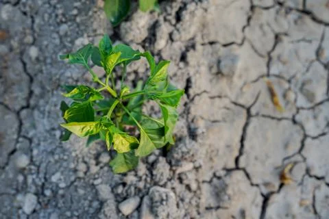 Vegetable plot in rural field of Spain 스톡 사진