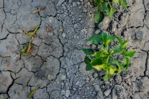 Vegetable plot in rural field of Spain Stock Photos