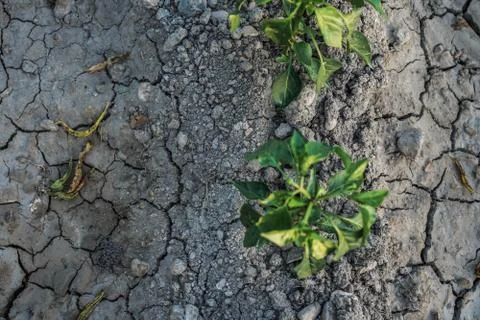 Vegetable plot in rural field of Spain 스톡 사진