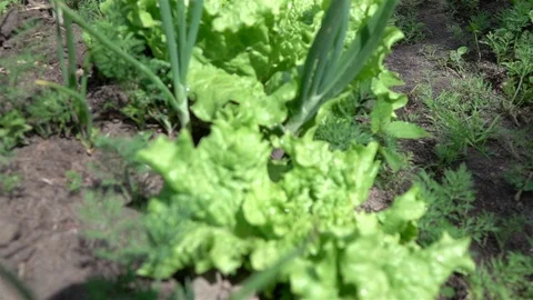 Vegetable plot in slow motion 250fps Stock Footage 93970388
