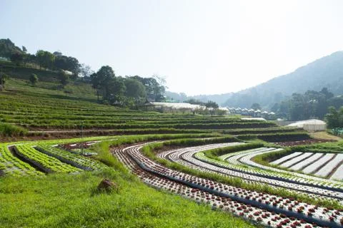 Vegetable plots Stock Photos