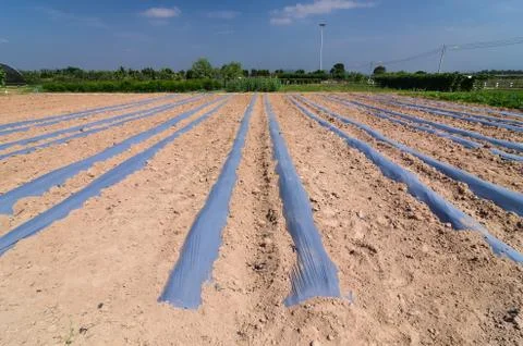 Vegetable plots Stock Photos
