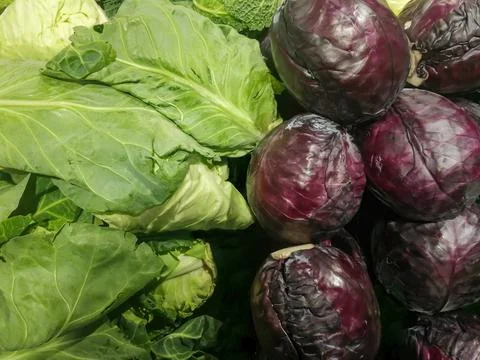 Vegetable - pointed cabbage and red cabbage Stock Photos